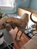 Brownie , a female Great Dane for sale in Coin, IA – 3 of 3