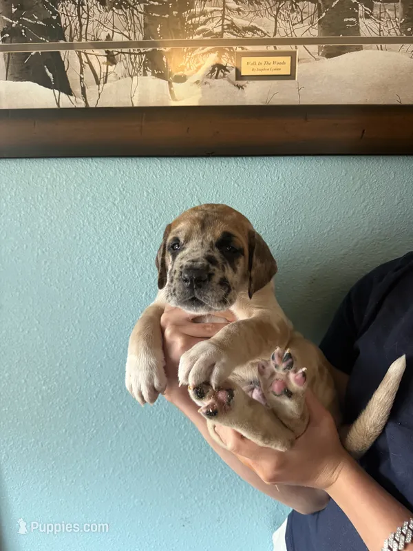 Fawnquin Merle Male  – Great Dane puppy for sale in Coin, IA