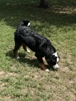 Penelope , a female Bernese Mountain Dog for sale in Coin, IA – 2 of 5