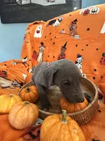 Red Blue Male , a male Great Dane for sale in Coin, IA – 3 of 4