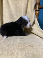 Sky Blue Male , a male Bernese Mountain Dog for sale in Coin, IA – 2 of 2