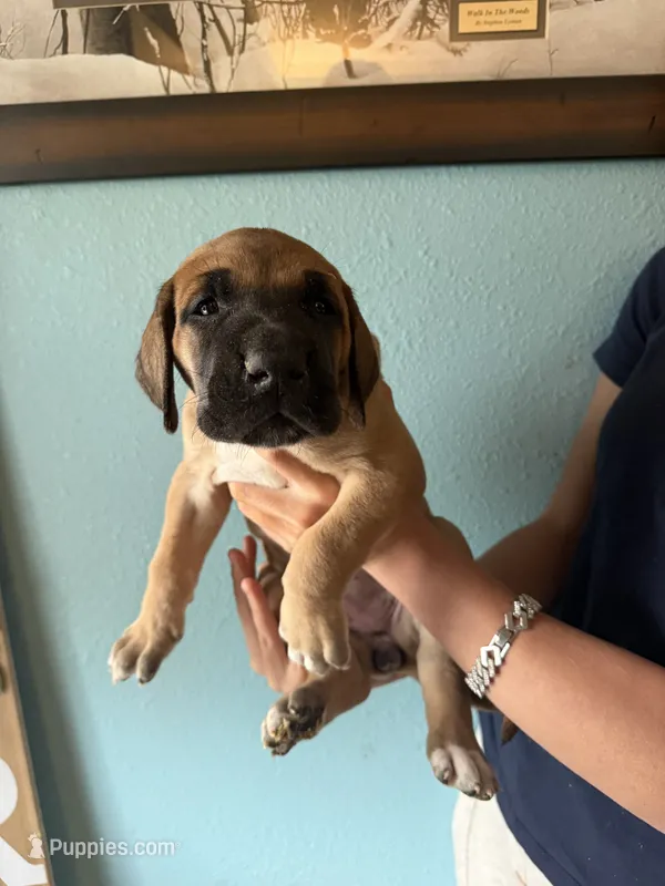 Fawn Female – Great Dane puppy for sale in Coin, IA