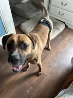Luca , a male Boxer and English Mastiff for sale in Coin, IA – 2 of 2