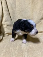 Female Maroon, a female Bernese Mountain Dog for sale in Coin, IA – 3 of 3