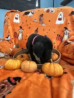 Pink Tuxedo Girl, a female Great Dane for sale in Coin, IA – 2 of 4