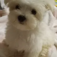 Snow, a male Maltese for sale in Walnut Cove, NC – Photo 2 of 2