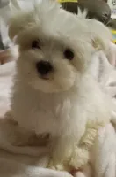 processed/683ef708-fe08-4b74-97f9-0ebbcd4b840f/listing/c46a8e6b-9849-4766-92cb-798946d5e544/2a0655c3-8133-43cd-9d80-d4cdc2ff0518