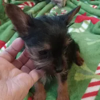 Dee Dee, a female Yorkshire Terrier for sale in Walnut Cove, NC – Photo 8 of 8