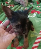 Dee Dee, a female Yorkshire Terrier for sale in Walnut Cove, NC – Photo 8 of 8
