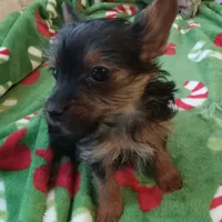 Dee Dee, a female Yorkshire Terrier for sale in Walnut Cove, NC – Photo 4 of 8