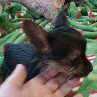 Dee Dee, a female Yorkshire Terrier for sale in Walnut Cove, NC – Photo 7 of 8