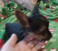 Dee Dee, a female Yorkshire Terrier for sale in Walnut Cove, NC – Photo 7 of 8