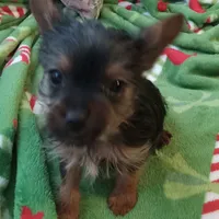 Dee Dee, a female Yorkshire Terrier for sale in Walnut Cove, NC – Photo 2 of 8