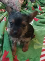 Dee Dee, a female Yorkshire Terrier for sale in Walnut Cove, NC – Photo 3 of 8