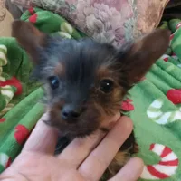 Dee Dee, a female Yorkshire Terrier for sale in Walnut Cove, NC – Photo 6 of 8
