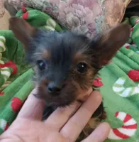 Dee Dee, a female Yorkshire Terrier for sale in Walnut Cove, NC – Photo 6 of 8