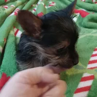 Dee Dee, a female Yorkshire Terrier for sale in Walnut Cove, NC – Photo 1 of 8