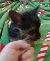 Dee Dee, a female Yorkshire Terrier for sale in Walnut Cove, NC – Photo 1 of 8