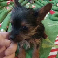 Dee Dee, a female Yorkshire Terrier for sale in Walnut Cove, NC – Photo 3 of 8