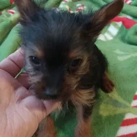 Dee Dee, a female Yorkshire Terrier for sale in Walnut Cove, NC – Photo 5 of 8