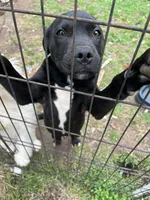 zeus, a male American Bulldog and American Bully for sale in Quitman, AR – 5 of 5