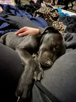 zeus, a male American Bulldog and American Bully for sale in Quitman, AR – 4 of 5