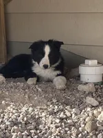 Roxie, a male Border Collie for sale in Cheyenne, WY – Photo 6 of 7