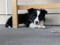 Roxie, a male Border Collie for sale in Cheyenne, WY – Photo 7 of 7