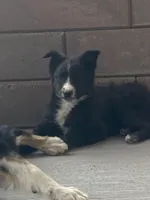 Roxie, a male Border Collie for sale in Cheyenne, WY – Photo 3 of 7