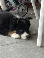 Roxie, a male Border Collie for sale in Cheyenne, WY – Photo 5 of 7