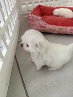 Pomeranian , a male Pomeranian for sale in Miami, FL – 3 of 5