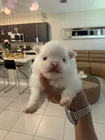 Pomeranian , a male Pomeranian for sale in Miami, FL – 2 of 5