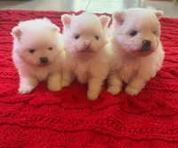 Pomeranian , a male Pomeranian for sale in Miami, FL – 4 of 5