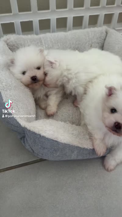 Pomeranian , a male Pomeranian for sale in Miami, FL – 5 of 5