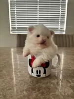 Pomeranian , a male Pomeranian for sale in Miami, FL – 1 of 5