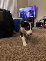 King, a male Border Collie and German Shepherd Dog for sale in Romulus, MI – Photo 2 of 5