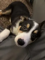 King, a male Border Collie and German Shepherd Dog for sale in Romulus, MI – Photo 1 of 5