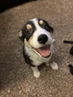 King, a male Border Collie and German Shepherd Dog for sale in Romulus, MI – Photo 3 of 5