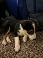 King, a male Border Collie and German Shepherd Dog for sale in Romulus, MI – Photo 5 of 5