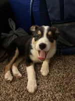 King, a male Border Collie and German Shepherd Dog for sale in Romulus, MI – Photo 4 of 5