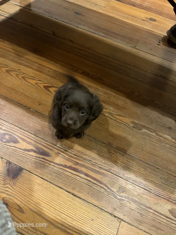 Willie – Miniature Dachshund puppy for sale in Girard, GA