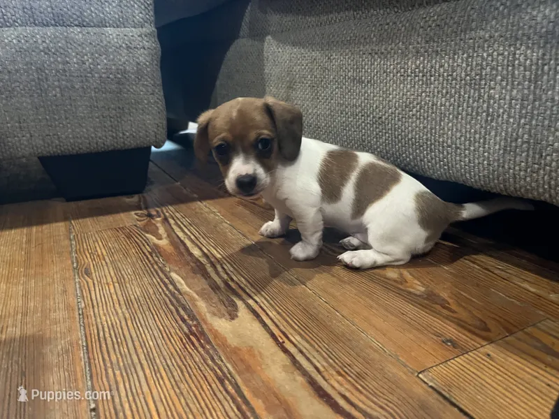 Emmy Lou – Miniature Dachshund puppy for sale in Girard, GA