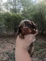 Waylon, a male Miniature Dachshund for sale in Girard, GA – 2 of 6