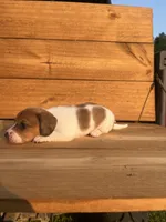 Emmy Lou, a female Miniature Dachshund for sale in Girard, GA – 2 of 5