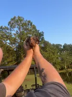 Waylon, a male Miniature Dachshund for sale in Girard, GA – 3 of 6