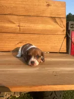 Emmy Lou, a female Miniature Dachshund for sale in Girard, GA – 5 of 5