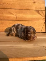 Waylon, a male Miniature Dachshund for sale in Girard, GA – 6 of 6