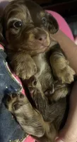 Waylon, a male Miniature Dachshund for sale in Girard, GA – 4 of 6