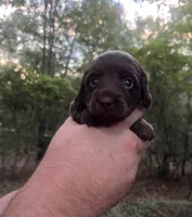 Willie, a male Miniature Dachshund for sale in Girard, GA – 2 of 4