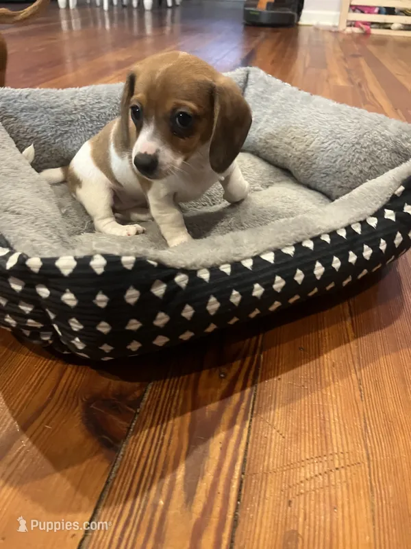 Emmy Lou – Miniature Dachshund puppy for sale in Girard, GA